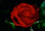 Fuji Velvia Rose 1