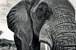 Elephant, Laikipia, Kenya