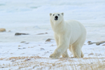 Polar Bear on frozen shoreline, Churchill, Canada