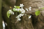 White Blossom