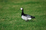 Barnacle Goose
