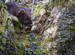 Pine Martin, Ardnamurchan, Scotland