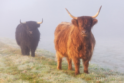 Highland Cows 020