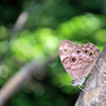 Northern Pearly-Eye - 2