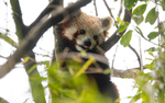 Red Panda