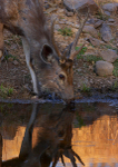 Sambar deer - drinking