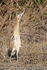 Bittern (Botaurus stellaris)