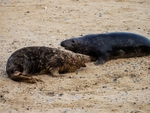 Atlantic Grey Seal