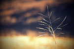 Spring Grasses