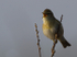 Willow Warbler, Loch Beg, Isle of Mull