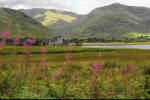 Kilchurn Castle amongst the Rosebay Willow herb.