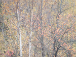 Bruce Peninsula-October Trees #3