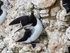 Razorbill