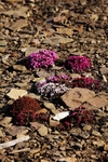 Moss campion 7395