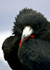Magnificent Frigatebird 2