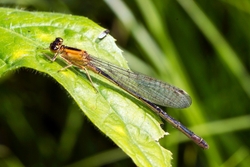 White Legged Damselfly