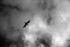 ACP01596_bw_jpg