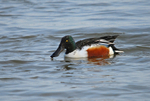 Shoveler