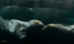 Underwater Gannets 6