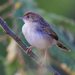 Unidentified Cisticola