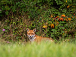 October 2024 - Red Fox