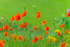 Dancing of Poppies, Ireland.
