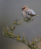 WAXWING HALKYN 22