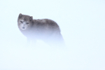 Arctic Fox in white-out, Hornstrandir, Iceland