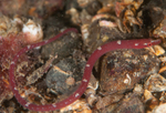 Nerophis lumbriciformis