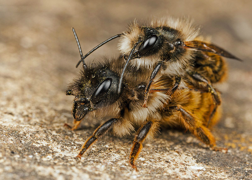 Mating pair. Warwickshire, May 2013.