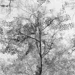 Corkscrew Swamp Sanctuary 2005