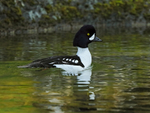 Barrow's Goldeneye (male), Ásbyrgi, Iceland