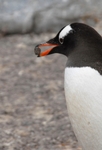 Gentoo penguin, Waterboat Point, Antarctic Peninsula