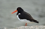 Oystercatcher