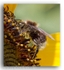1787 bee