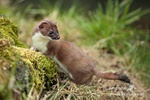 Stoat 260313-151a