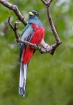 Narina Trogon