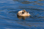 Australasian Crebe juvenile 2. 0A3A6676