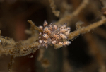 Doto coronata