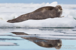 Bearded seal on iceberg