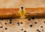 Dicyrtomina minuta