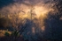 Incoming-Mist