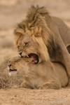 Mating lions in the Kalahari