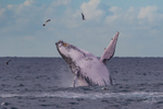 Humpback Ballet 5. 0A3A1176