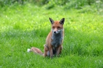 Red Fox