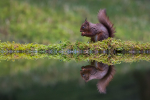 Squirrel Reflection