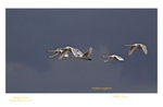 Whooper Swans