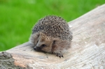 Hedgehog