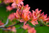 Pink Rhododendron - DSC_7214_00035
