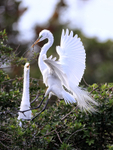 Great Egret return to nest with twig, Venice Rookery, Florida